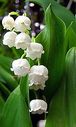 Convallaria majalis